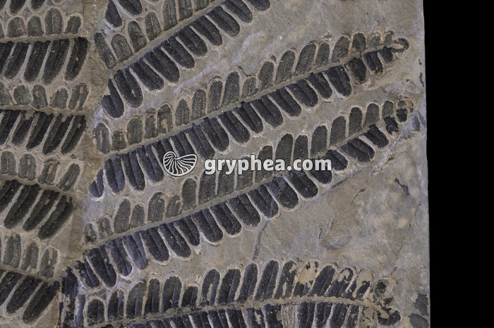 Fougère fossile - détail (Odontopteris subcrenulata, Carbonifère supérieur, France) - gryphea.org